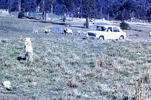 DURAL-WYOMING ROAD-SYDNEY VINTAGE 1966 35MM COLOUR SLIDES X12 (A) - Picture 1 of 12