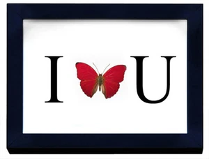 I Love U Butterfly in a Frame with Real Butterfly - Picture 1 of 1
