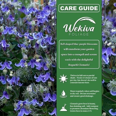Clematis Roguchi - Plantas iniciadoras vivas en macetas de 2 pulgadas - Starter... Foto 1 de 4
