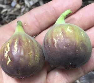 Two Fig Trees Live Rooted Plants “Celeste ” COLD HARDY - Picture 1 of 4