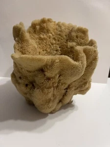 Large Natural Sea Sponge Vase Ocean Sea Marine - Picture 1 of 10