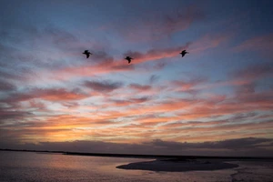 Foto 2017 8X10 3 pelícanos fuego puesta de sol Marco Isla Tigretail Beach Florida EE. UU. - Imagen 1 de 1