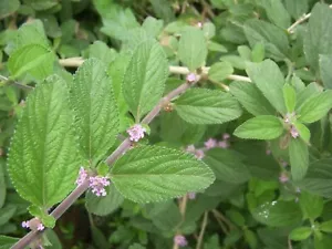 Hierba Negra - Poleo - Pamporegano - Lippia alba - 5+ semillas - semillas - F 241 - Imagen 1 de 1