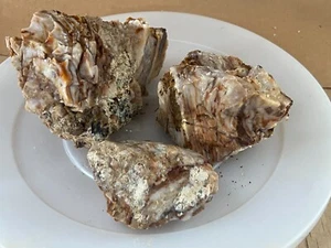 Juego de ópalo de ágata de fuego madera petrificada 3 lb 2 oz East Washington - Imagen 1 de 9