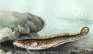 Estampe gravure lithographie illustration de poisson LE BAUDROIS LOTTE COMMUNE - Imagen 1 de 2