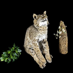 Bobcat cat mount Taxidermy collectible Oddities curiosities sitting decor gift - Picture 1 of 8