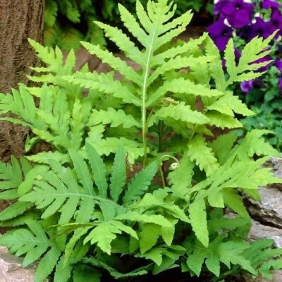 Onoclea Sensibilis (Sensitive fern) | Bare-root - Image 1 of 4