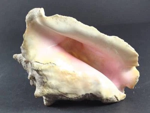 Vintage Conch Strombus Sea Shell Seashell About 7" Long - Picture 1 of 1