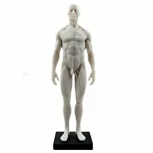 30 cm menschliche Anatomie Schädel Blutskulptur Kopf Körper Muskel Knochen Modell männlich weiß - Bild 1 von 8