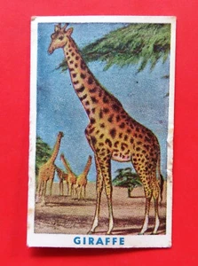 c1960s Vintage PIXIE Confections CIRCUS-BAR Card: GIRAFFE - #27 - Picture 1 of 2