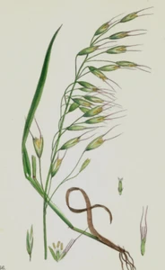 Impresión botánica coloreada a mano John Sowerby de 1860 avena negra K2D - Imagen 1 de 3