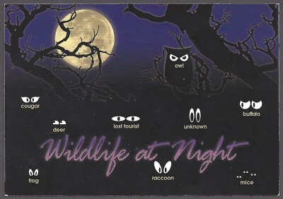 WILDLIFE AT NIGHT Postcard Full Moon Owl Cougar Raccoon Frog - Image 1 of 2