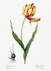 Didier's Tulip - 1805 - Les Liliacees - Pierre Redoute - Illustration Magnet - Picture 1 of 2