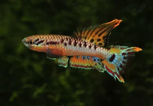 PAIR of Two Stripe Lyretail Killifish Aphyosemion bivittatum tropical fish RARE - Picture 1 of 2