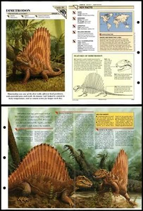 Dimetrodon #30 Extinct Wildlife Fact File Fold-Out Card - Picture 1 of 1