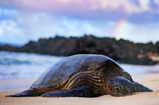 Maui Sea Turtle - 15x10 Metal Print - Wall Art Picture - Original - Photography