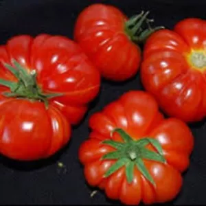 Tomato (Rouge De Marmande) 270+ Seeds (Solanum) Instructions Included x - Picture 1 of 8