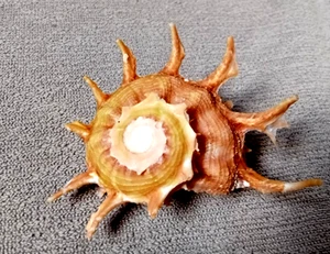 Angaria Sphaerula 54 mm F++ hermoso patrón de color angaria wow!!!!!! - Imagen 1 de 9