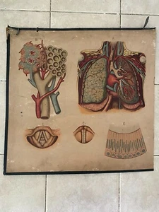 Original medical pull down school chart of Lungs - Picture 1 of 1