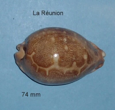 Cypraea   Mappa   Geographica   F.Africola  La Réunion     74 mm    Trés  Rare Foto 1 de 4