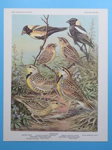 Retratos de aves Weber Bobolink Meadowlark 1960 originales en color 6-1/2"x8-1/2" - Imagen 1 de 2