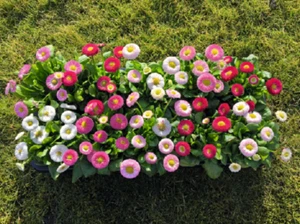 Bellis Seeds Bella Daisy Mix 25 Pelleted Seeds English Daisy - Picture 1 of 1