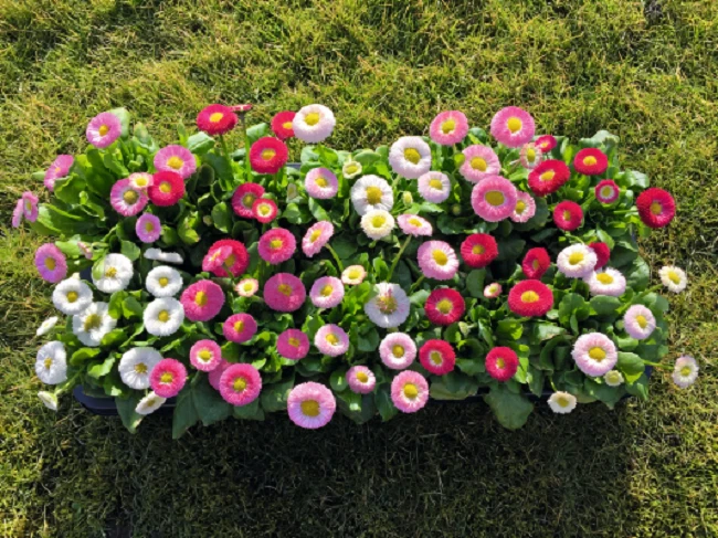 Bellis Seeds Bella Daisy Mix 25 Pelleted Seeds English Daisy - Image 1 of 1