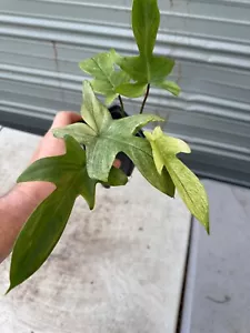 PHILODENDRON FLORIDA GHOST w/ BABY - Picture 1 of 8