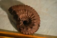  ammonite Kosmoceras grossouvrei callovien, Russie 6 en vente,a l'unité 38 mm