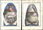 1825 2 Gravures Originales Aquarellées Anatomie Canal Digestif Foie Chirurgie