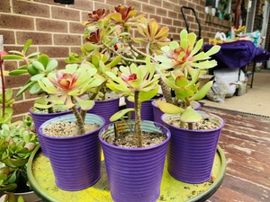 Aeonium Arboreum in purple pot - Picture 1 of 2