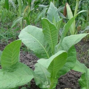 Tobacco Connecticut Broadleaf 300+ piezas semillas frescas, Nicotiana tabacum - Imagen 1 de 8