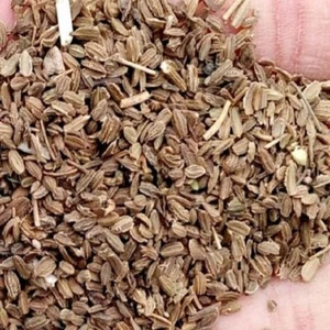 Edible Carrot Seeds (Gajar K Beej) Fresh Ground Indian harbs FREE SHIP-100 gram* - Picture 1 of 1
