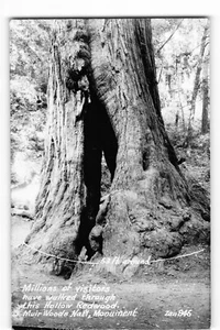 Postales Millones de Visitantes Secuoya Hueca Muir Woods Monumento Nacional RPPC CA - Imagen 1 de 2