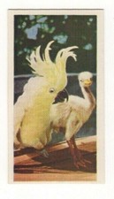 National Pets 1961. #05 Cockatoo & Ostrich