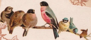 1880's Lion Coffee Woolson Spice Co Lovely Songbirds Victorian Trade Card - Picture 1 of 4