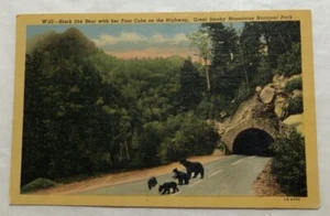 Black Bear With Her 4 Cubs On The Hwy., Great Smoky Mountains National Park. (V2 - Picture 1 of 2