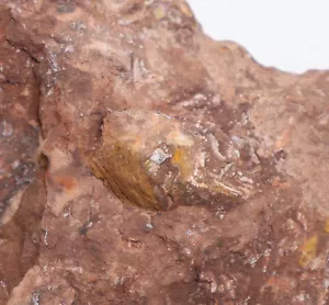 Panzerfisch, Bryantolepis major, Devon, Bearthooth Butte, Wyoming, USA -i96 - Bild 1 von 4