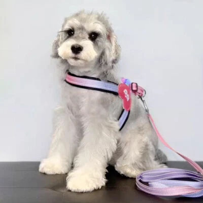 No Pull Step-in Harness and Leash Light Up Set for Dog Cat Outdoor Walking - Image 1 of 4