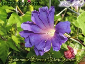 Blue Blast Japanese Morning Glory 6 Qty - Picture 1 of 3