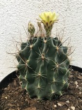 beautiful Hamatocactus /Thelocactus Setispinus #G90