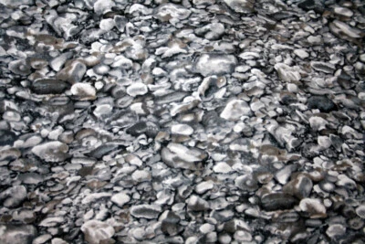 IMPRESSIONS OF NATURE IN BLACK AND GRAY FROM RJR - 100% COTTON FABRIC - Image 1 of 4