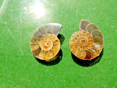 Fosiles Ammonite   Bonito Ammonite Cleoniceras De Majunga(madagascar)  -  5b19   • 5.08€