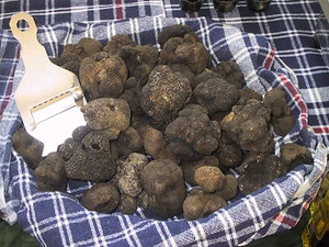 Kostbare italienische frische schwarze Trüffel. Schwarzer Trüffel 1,54 Pfund Pilze Top - Bild 1 von 4