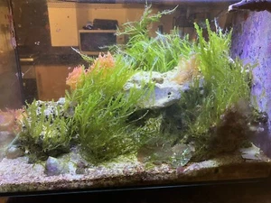 Caulerpa Prolifera- Marine Macro algae For Refugium, Lagoon Reef Tank. - Picture 1 of 3