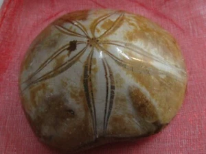 Fosil de erizo, Madagascar. De @ 66 a 70 grs cada uno - Imagen 1 de 12