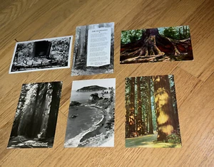 6 - Vintage REDWOOD HIGHWAY CALIFORNIA Postcards RPPC and Color - Picture 1 of 13