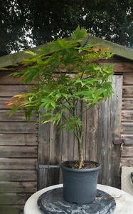 Acer Palmatum Osakazuki Bonsai Tree - Picture 1 of 4