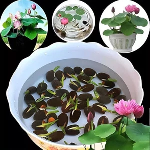 60x Seeds Lotus Flower Seed Hand Picked Aquatic Plants Water Garden Lotus New - Picture 1 of 13