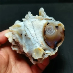 Raro 442G Natural Interior Mongolia Gobi Ojos Ágata Piedra Áspera Curación R1688 - Imagen 1 de 11